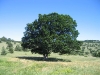 arbre-de-giono
