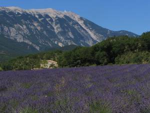 Mont_Ventoux Lavender_field_and_Mont_Ventoux300